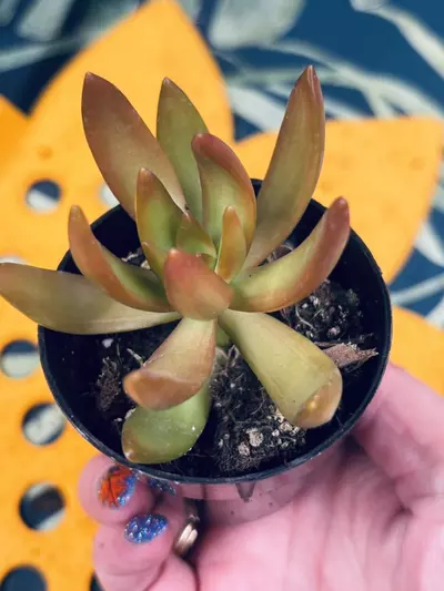 plant/Sedum adolphii 'Firestorm'-1-thumbnail