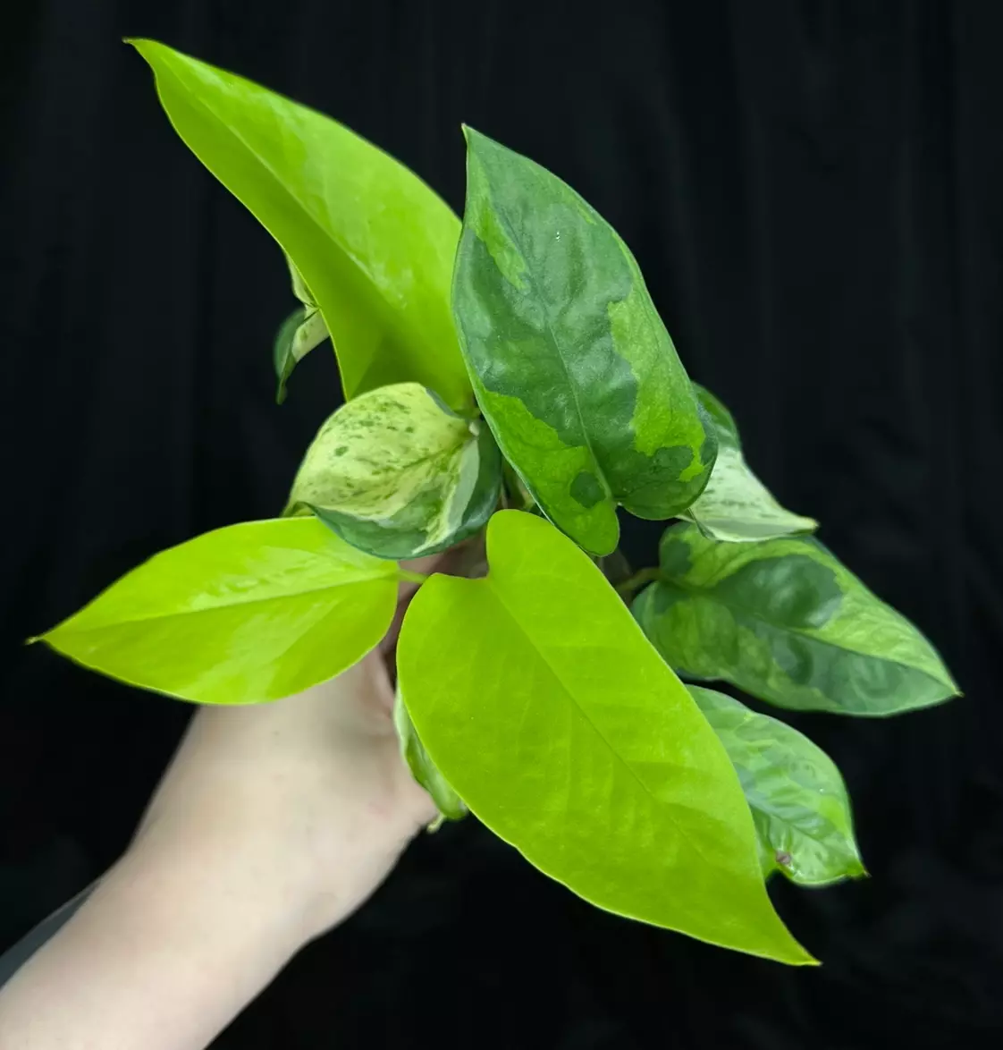 plant/Mystery pothos bundle-0