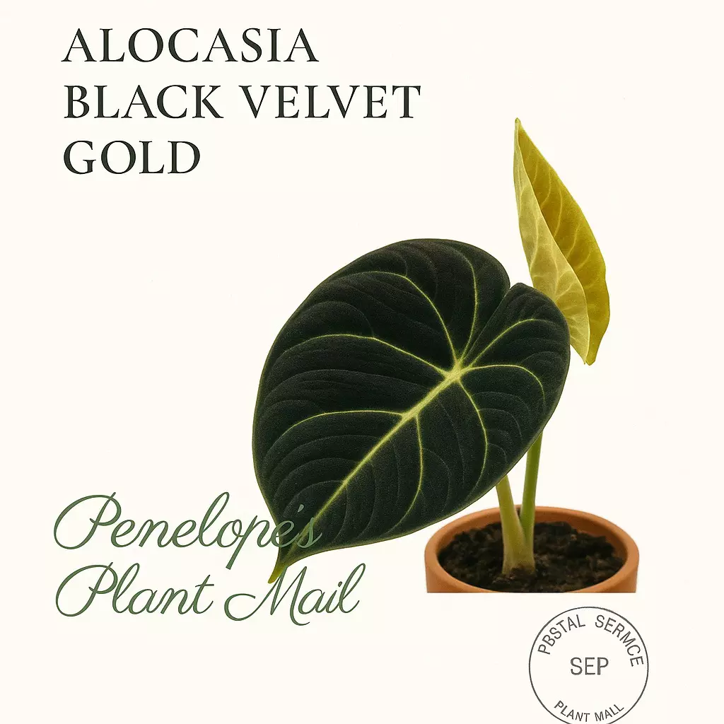 plant/Alocasia Black Velvet Gold-0