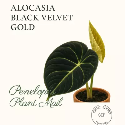 plant/Alocasia Black Velvet Gold-0-thumbnail