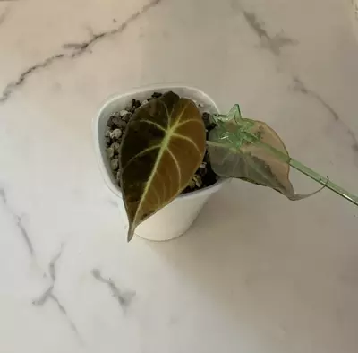 plant/Alocasia Black Velvet Gold-3-thumbnail