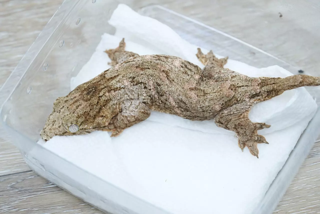 plant/Ps720 Moro/brosse npv-0