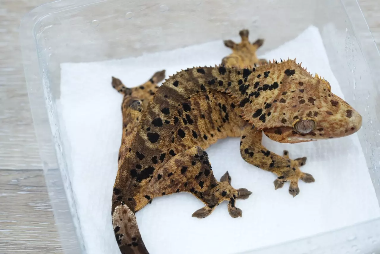 plant/Ps707 female bold tiger super Dalmatian-1