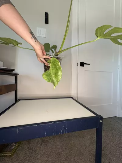 plant/Monstera Platinum-4-thumbnail