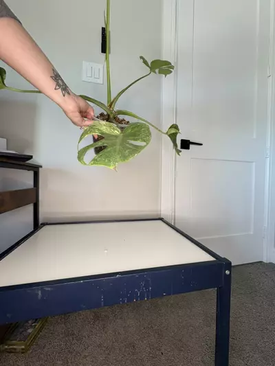 plant/Monstera Platinum-5-thumbnail