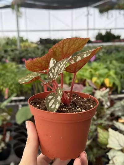 plant/Begonia Betsy 4” pot growers choice-2-thumbnail