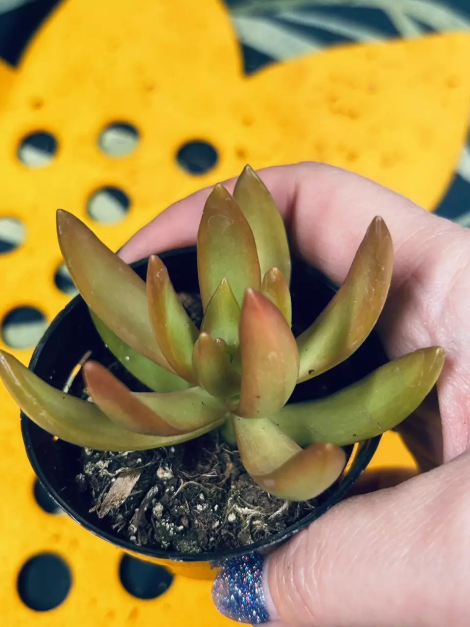 plant/Sedum adolphii 'Firestorm'-2