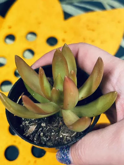 plant/Sedum adolphii 'Firestorm'-2-thumbnail