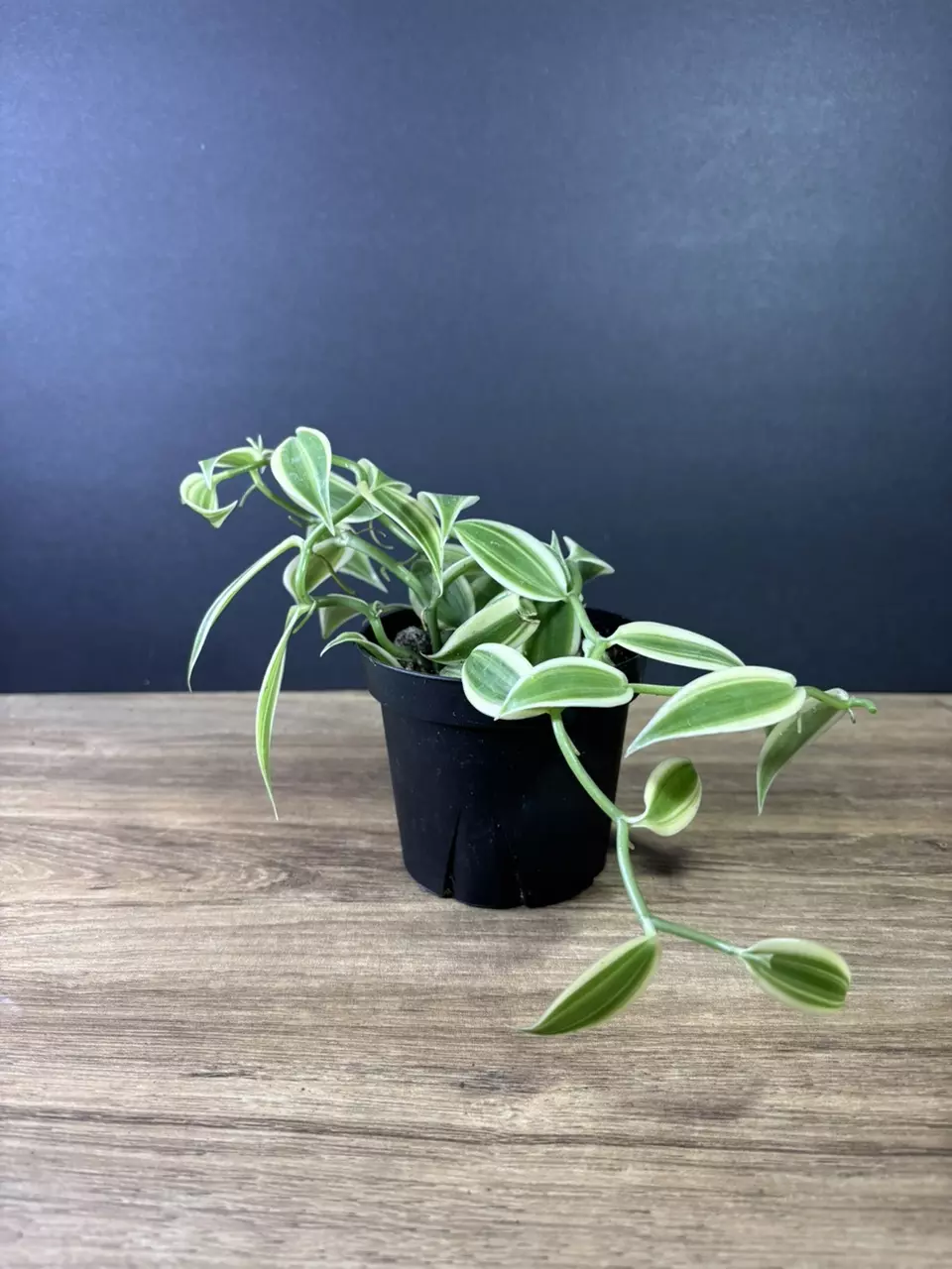 plant/Vanilla Planifolia Super Variegated 4” -grower’s choice-1