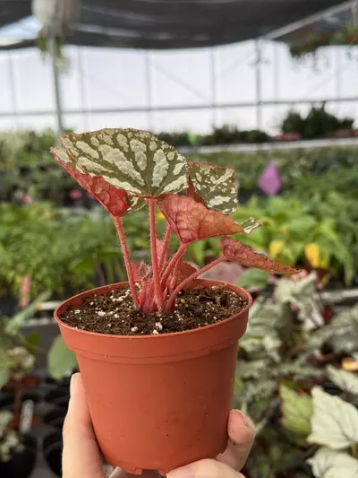 plant/Begonia Betsy 4” pot growers choice-4-thumbnail