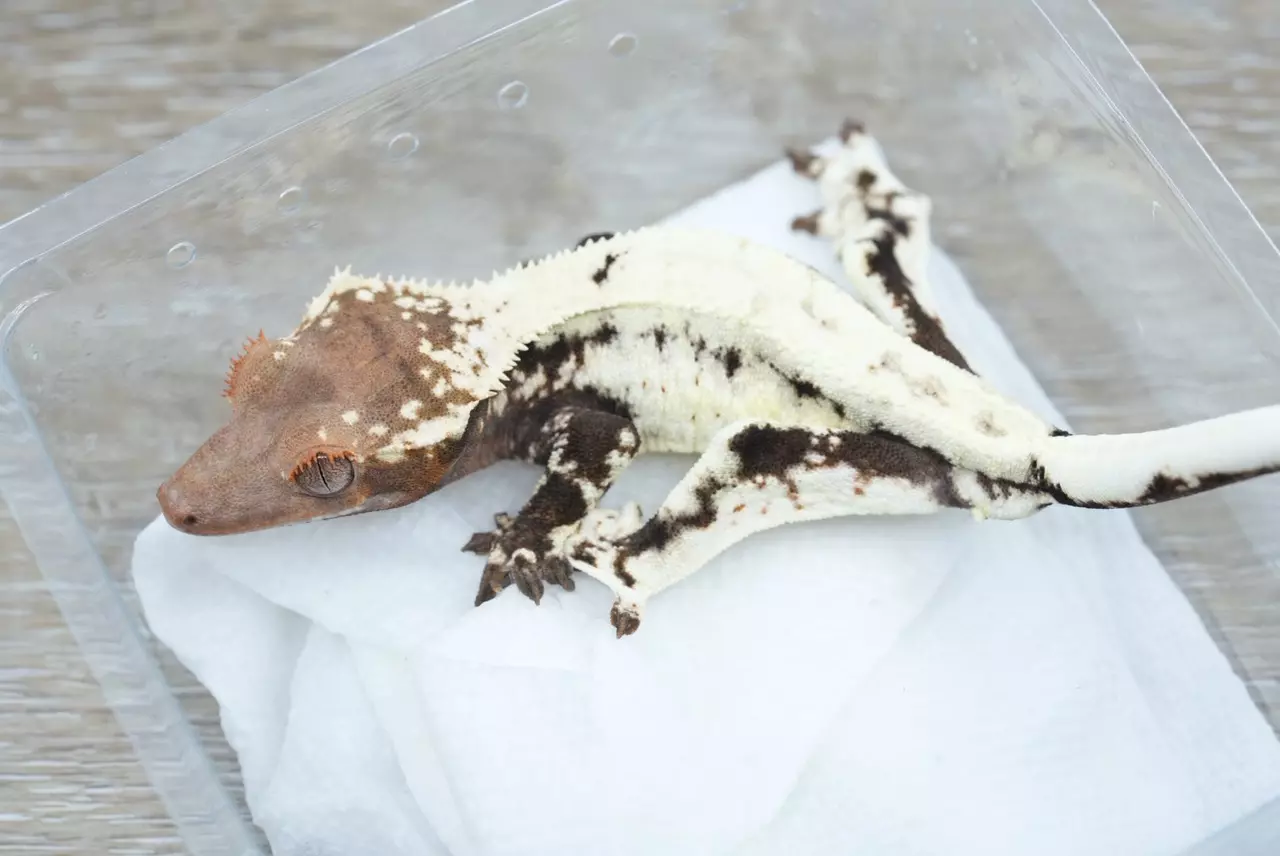 plant/Ps708 high white Frappuccino (frost /tux cross)-1