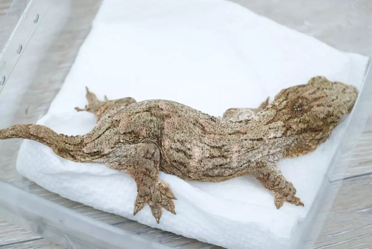 plant/Ps720 Moro/brosse npv-1