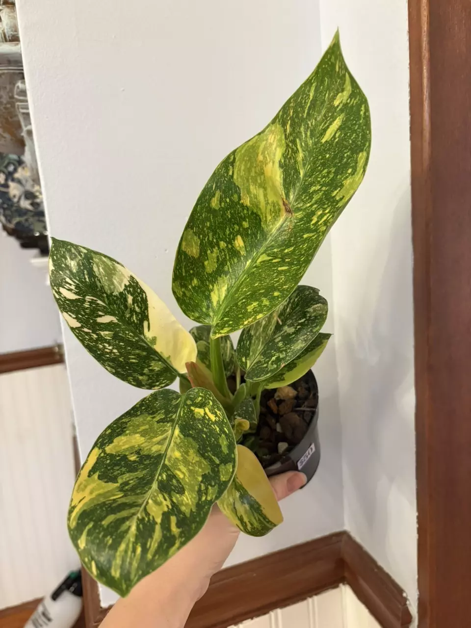 plant/Green Congo nuclear philodendron-0