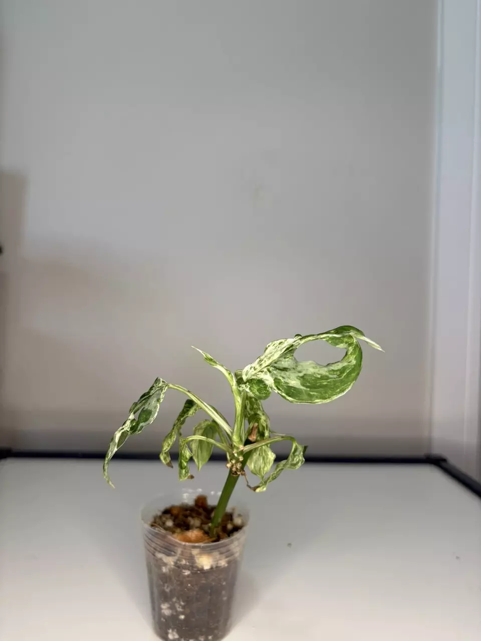 plant/Monstera laniata mottled-1