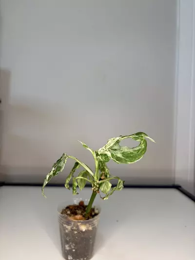 plant/Monstera laniata mottled-1-thumbnail