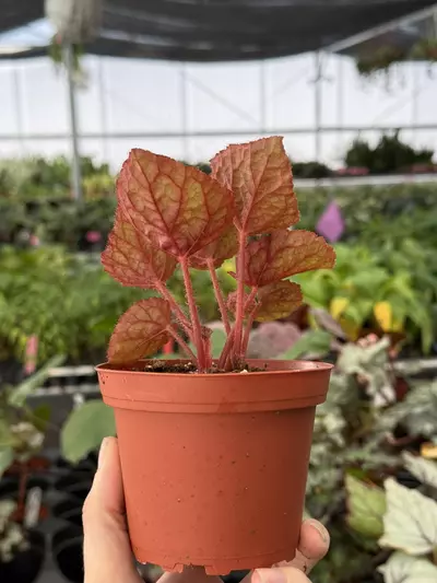 plant/Begonia Betsy 4” pot growers choice-3-thumbnail