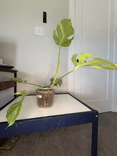 plant/Monstera Platinum-0-thumbnail