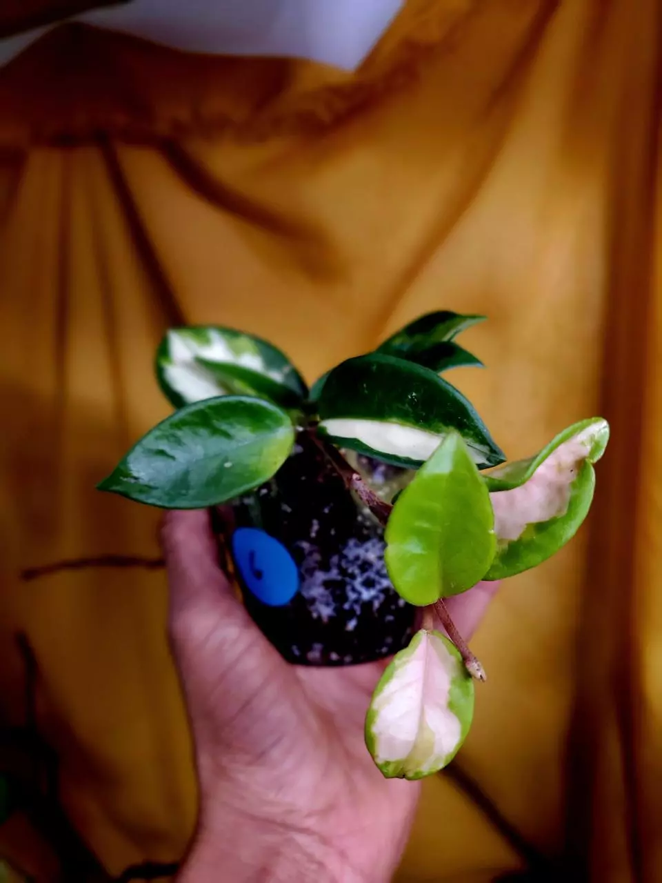 plant/Hoya 'Krimson Princess' 💗🪴👑 #6-0