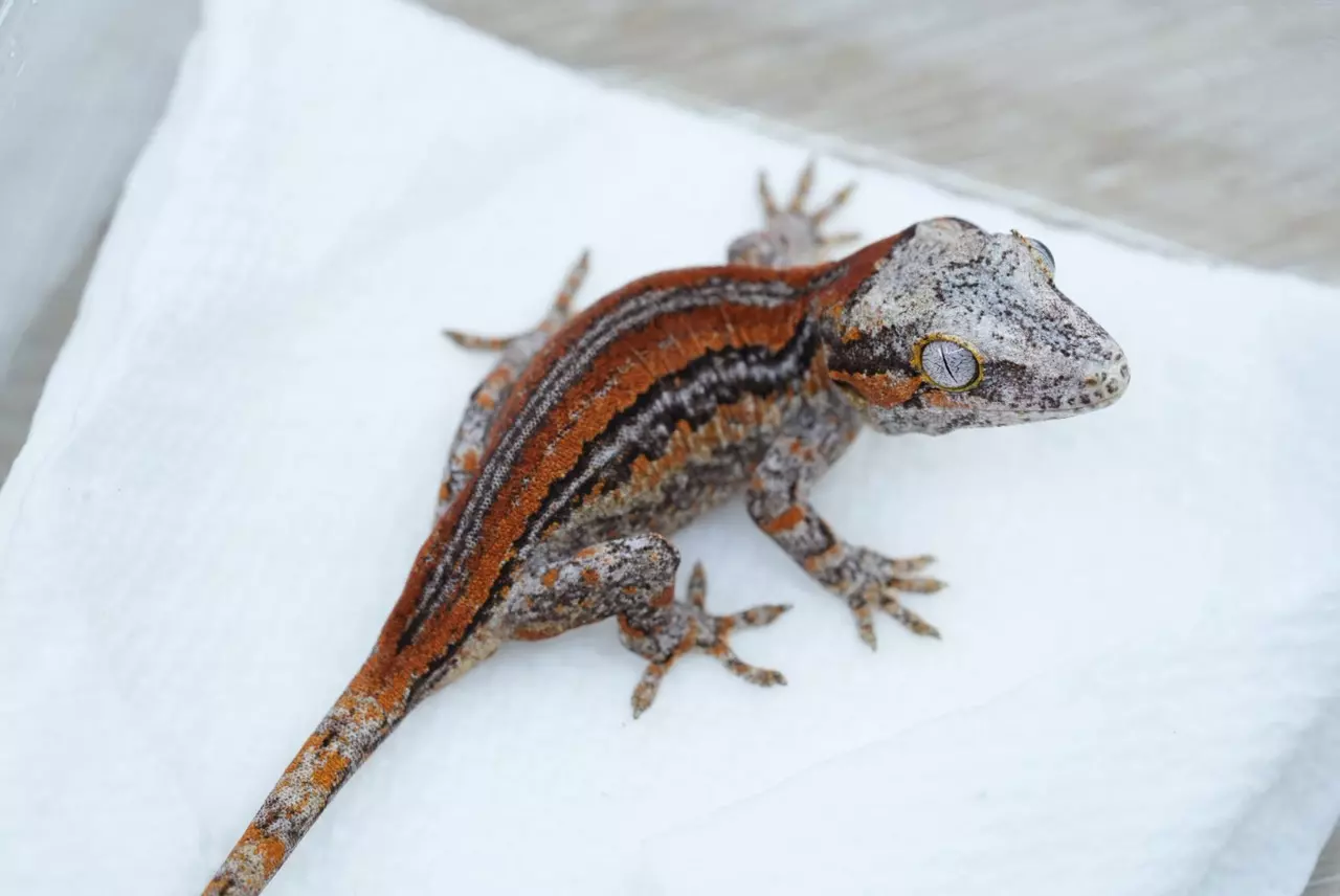 plant/Ps713 red stripe gargoyle npv-1