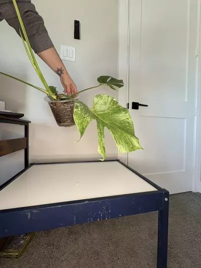 plant/Monstera Platinum-3-thumbnail