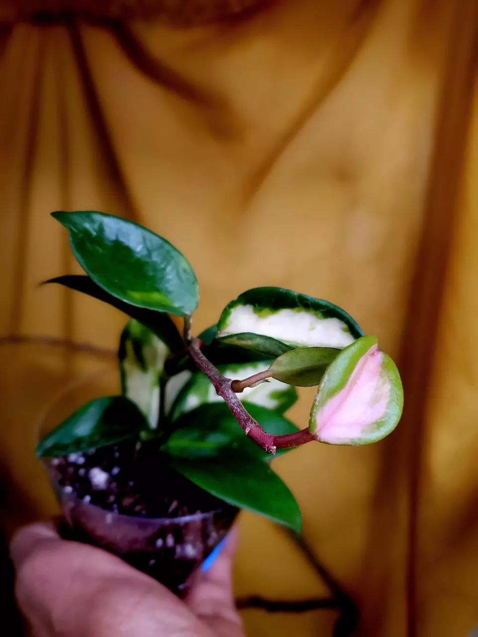 NEW LISTINGS‼️✨️ 💕🪴🧶