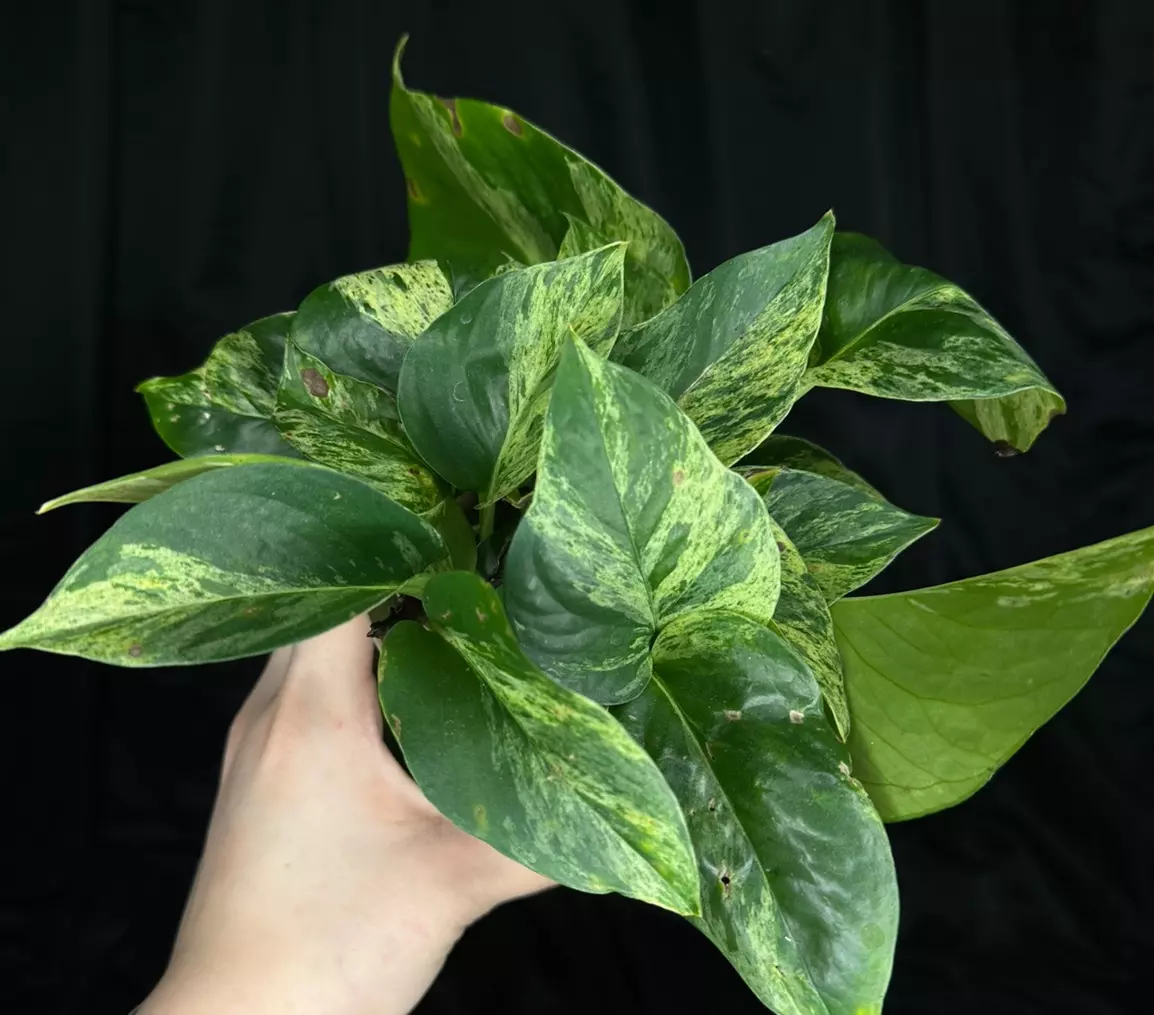 plant/Mystery pothos box-0