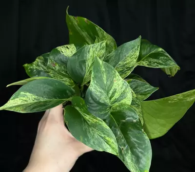plant/Mystery pothos box-0-thumbnail