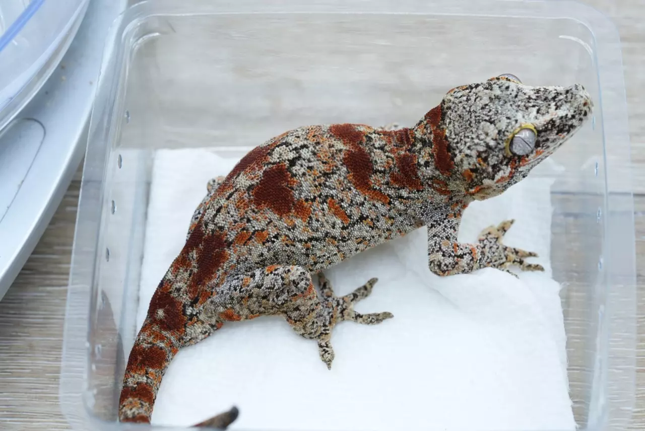 plant/Ps716 red blotched near rtb gargoyle female-1