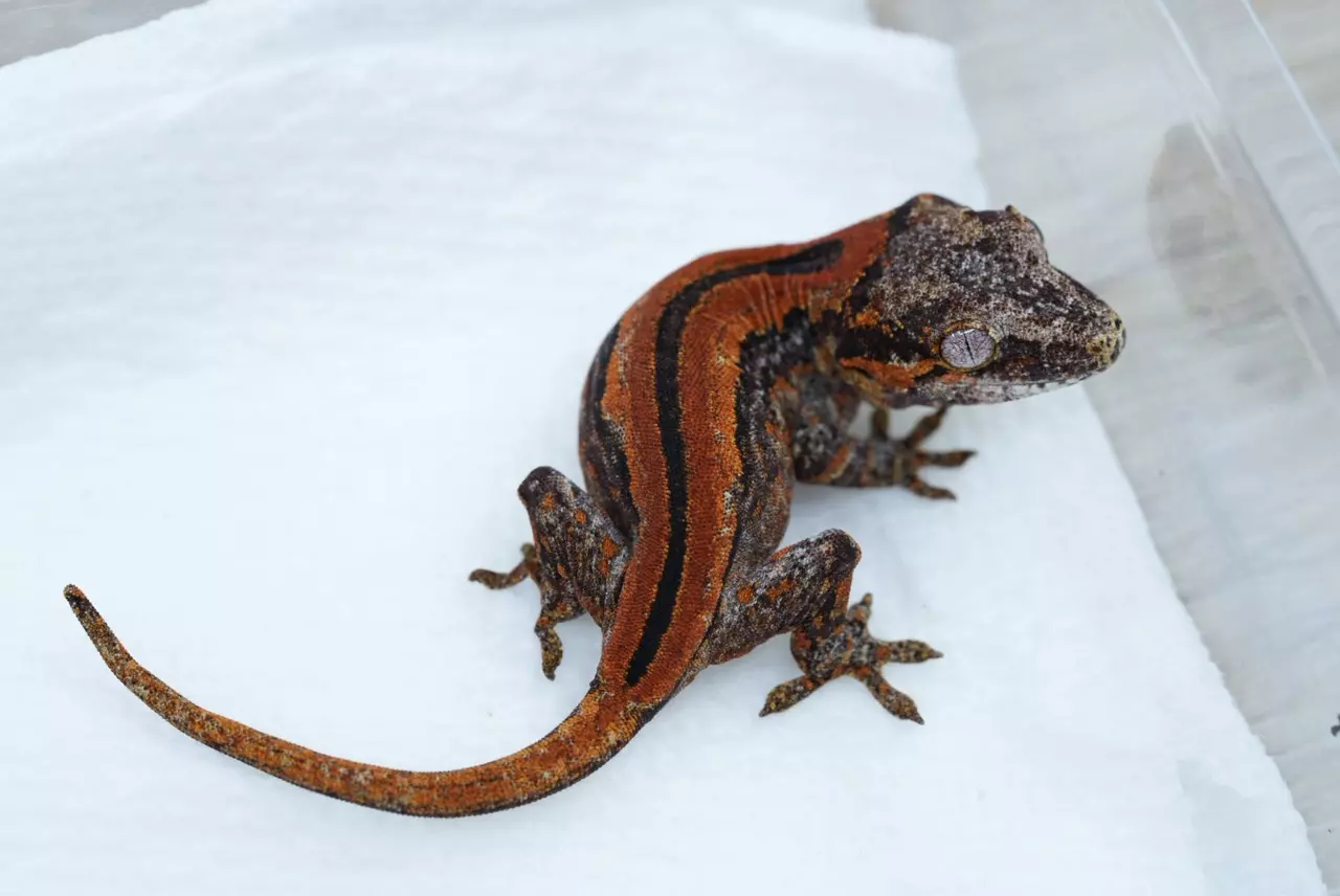 plant/Ps711 red stripe Garg npv-1