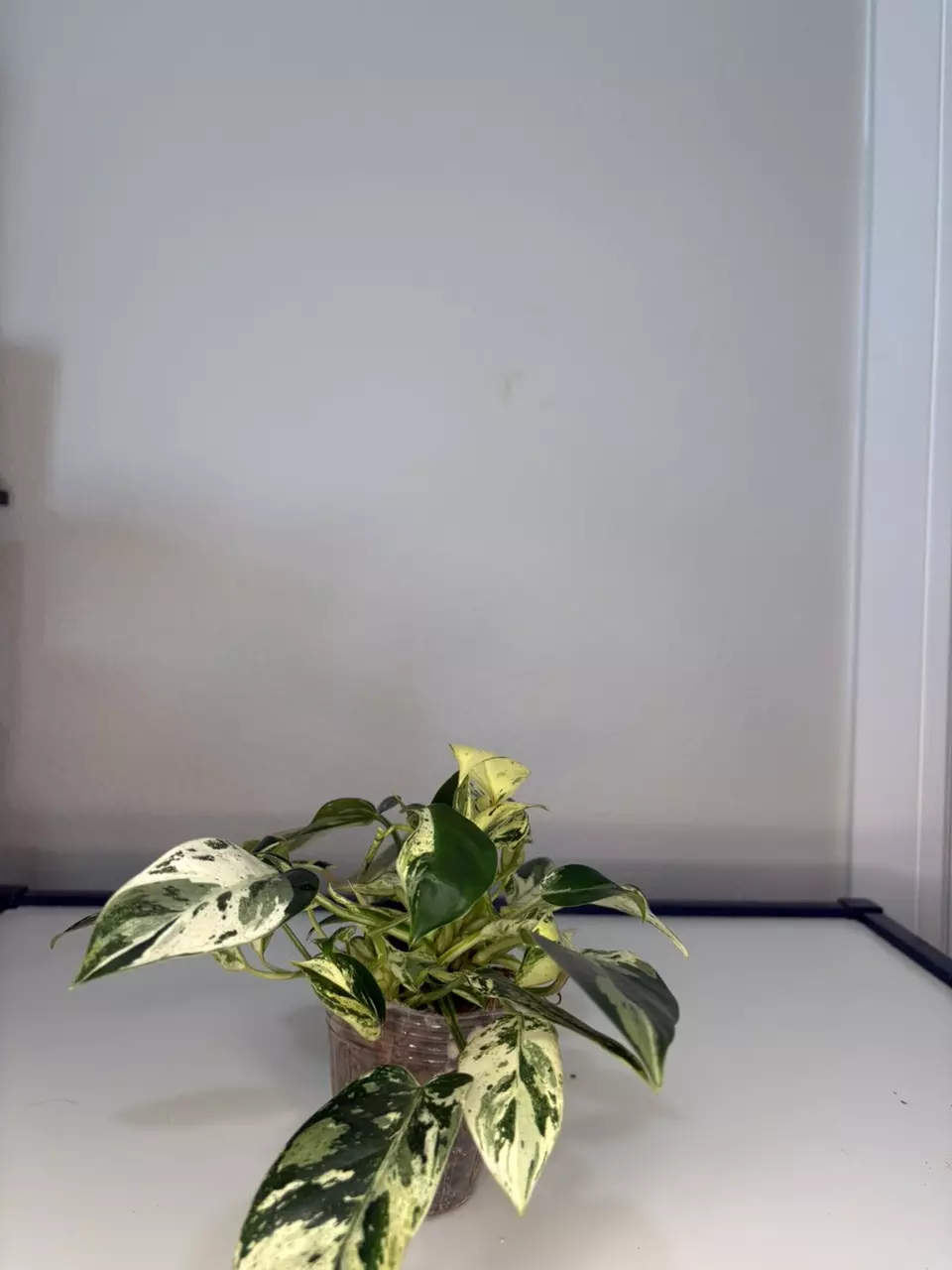 plant/Emerald Queen-1