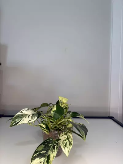 plant/Emerald Queen-1-thumbnail