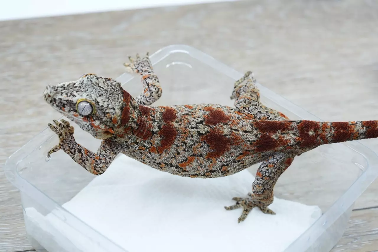 plant/Ps716 red blotched near rtb gargoyle female-0