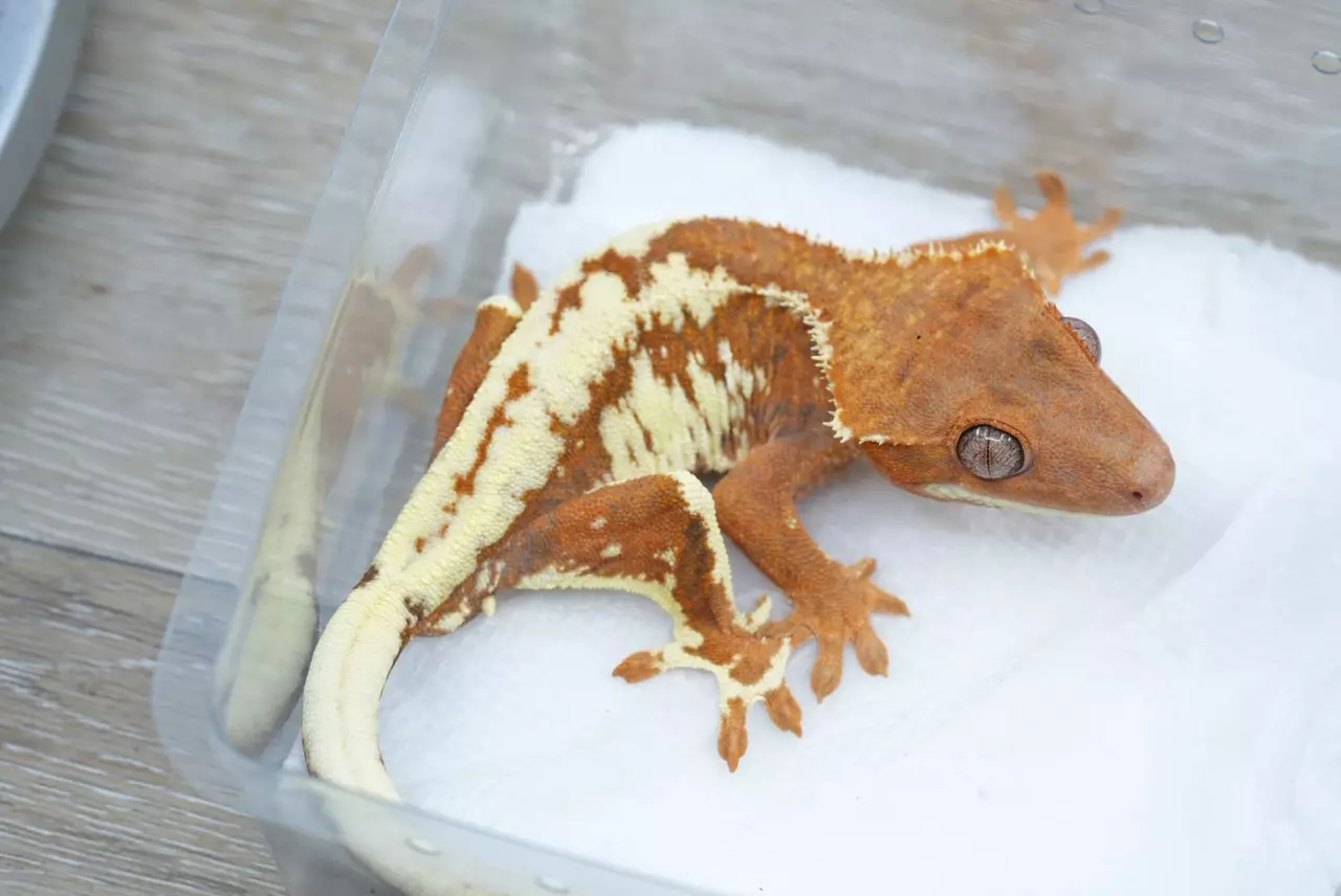 plant/Ps706 orange male Frappuccino (tux line)-0