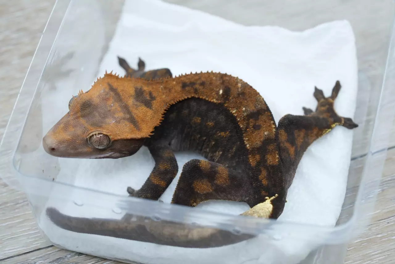 plant/Ps709 Halloween/tux Capp female subadult-1