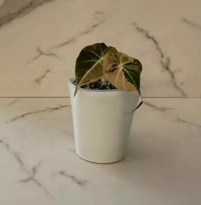 plant/Alocasia Black Velvet Gold-4-thumbnail