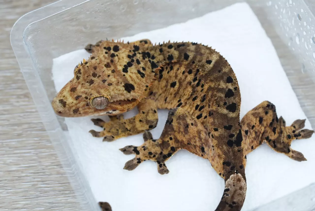 plant/Ps707 female bold tiger super Dalmatian-0