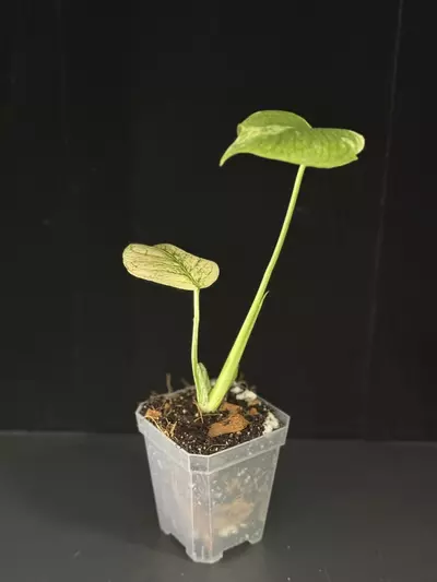 plant/Whit Monster #8719 New Leaf about to GO!!!-0-thumbnail