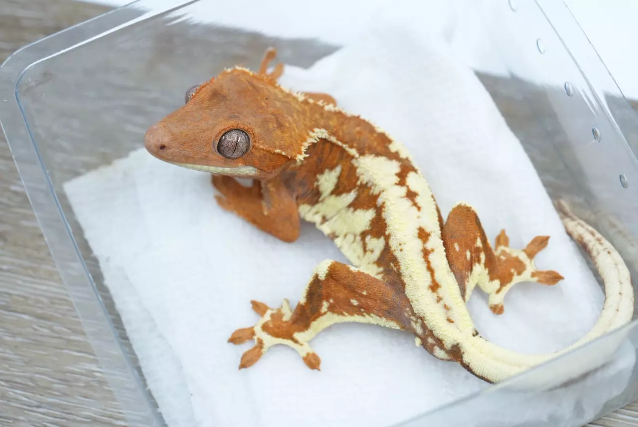 plant/Ps706 orange male Frappuccino (tux line)-1