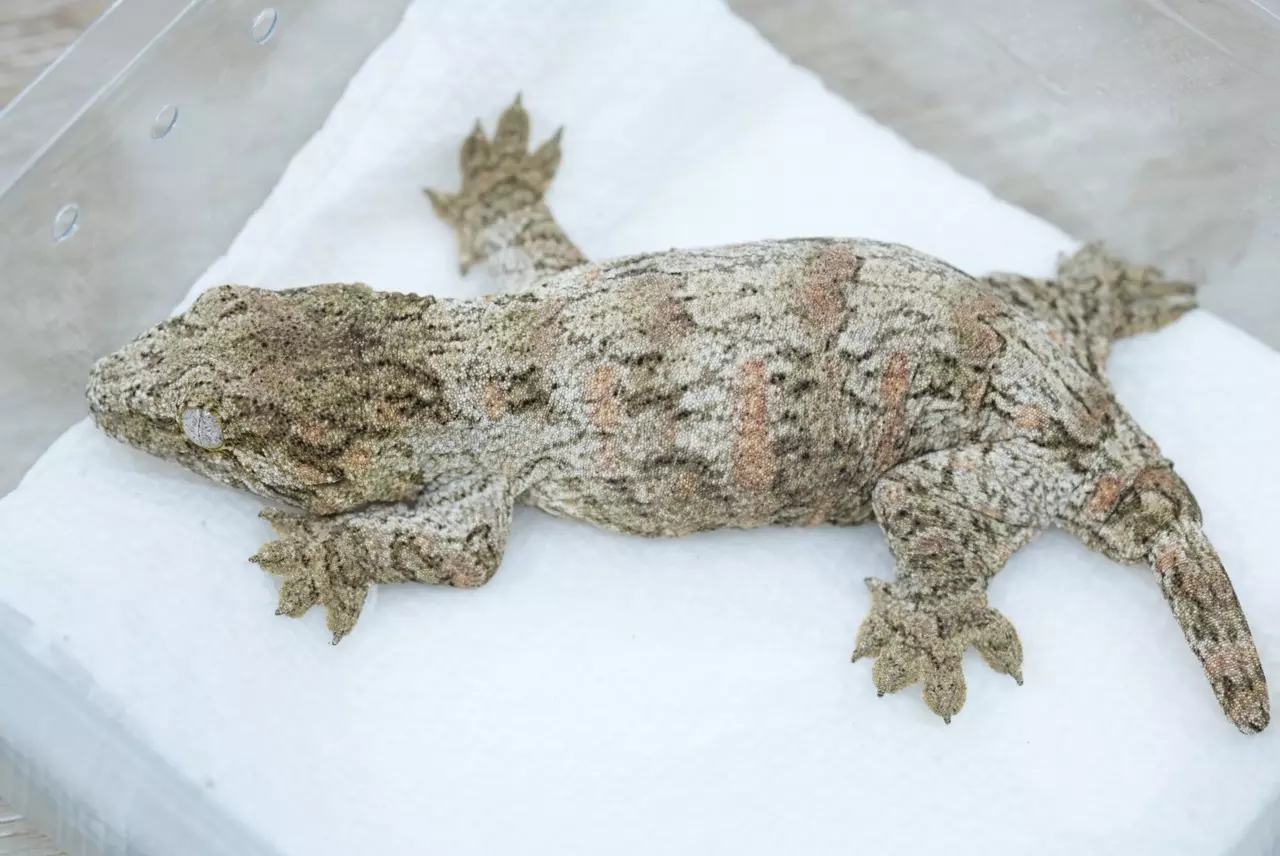 plant/Ps719 high color mix npv (ana/ami)-1