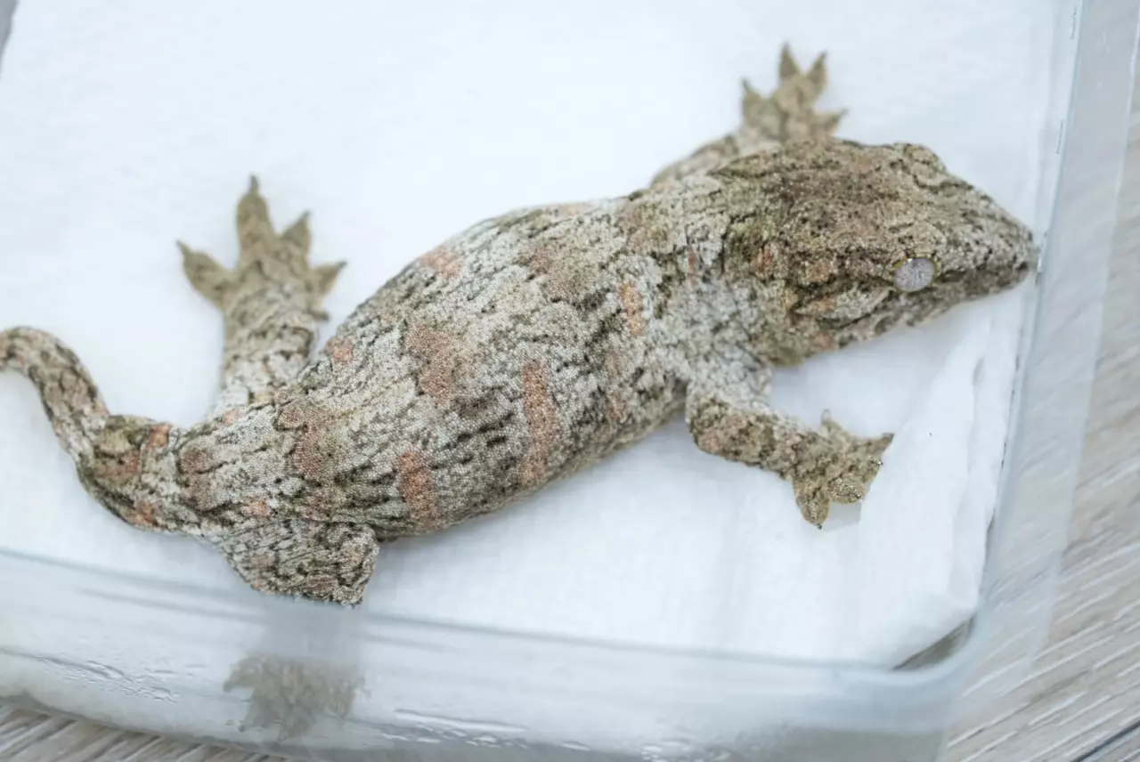 plant/Ps719 high color mix npv (ana/ami)-0