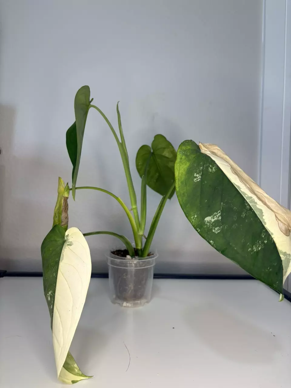 plant/Variegated Chiapense-0