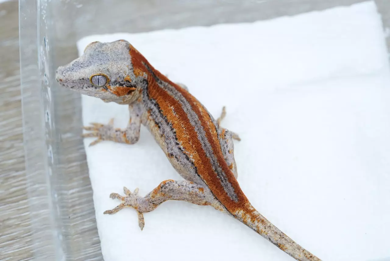 plant/Ps712 male red stripe gargoyle-0