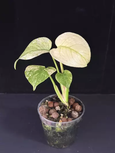 plant/My Favorite White Monster #9751-0-thumbnail