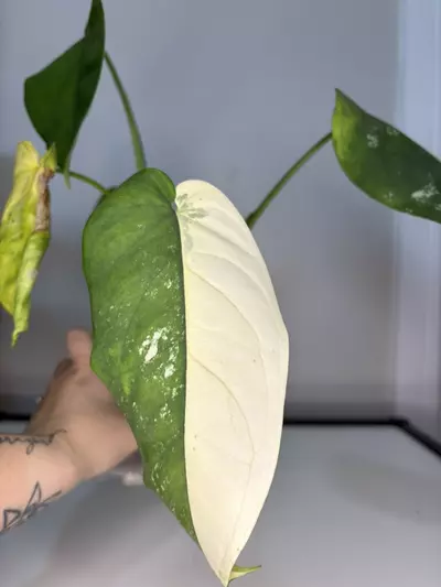 plant/Variegated Chiapense-1-thumbnail