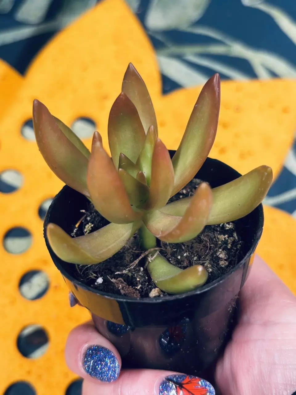 plant/Sedum adolphii 'Firestorm'-0