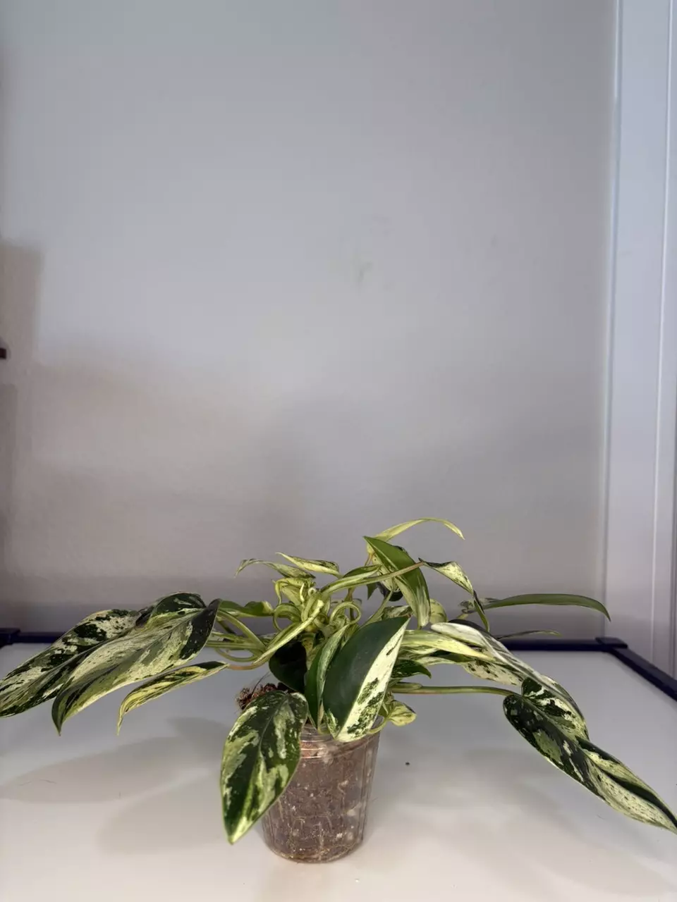 plant/Emerald Queen-0