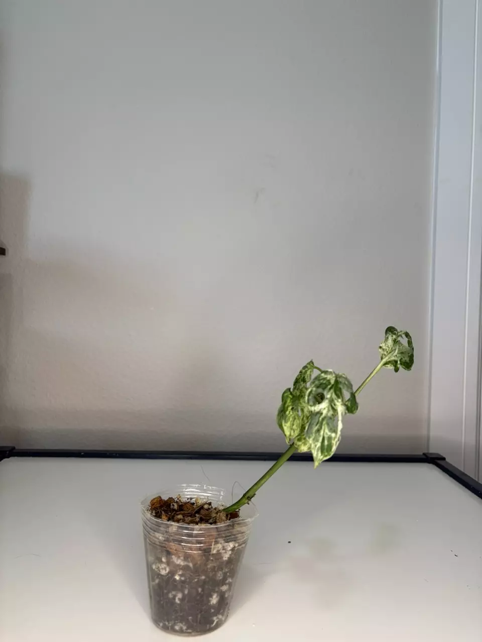 plant/Monstera laniata mottled-0