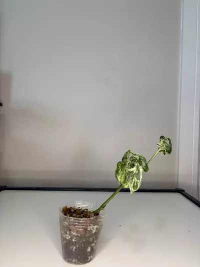 plant/Monstera laniata mottled-0-thumbnail