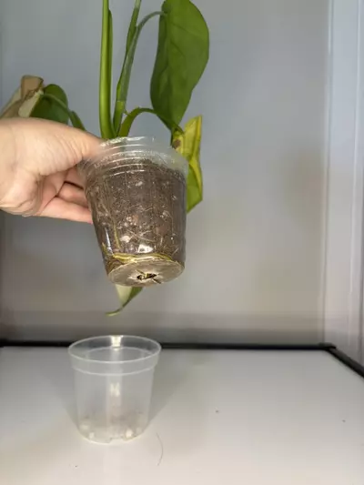 plant/Variegated Chiapense-5-thumbnail