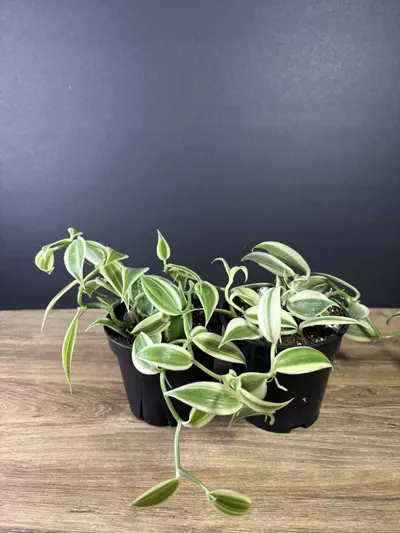 plant/Vanilla Planifolia Super Variegated 4” -grower’s choice-2-thumbnail